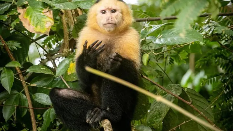 Lago Gatún: monos y vida silvestre por el Canal